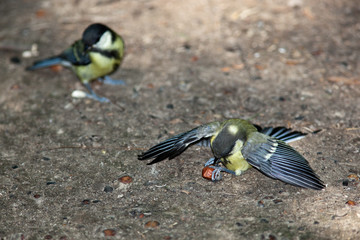 Obraz premium Great Tit, Parus major