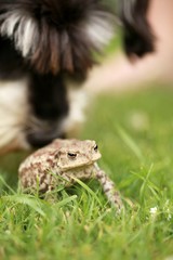 Erdkröte in Abwehrhaltung