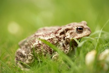 Bufo Bufo Erdkröte