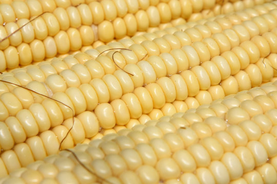 Corn Close up