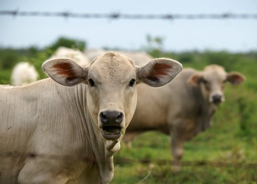 Head shot of calf on a pasture behind a fence