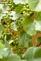 Grapes