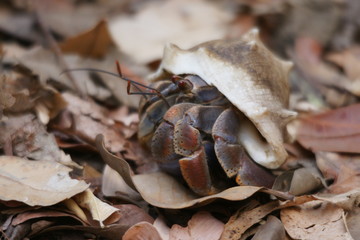 Coquillage 6