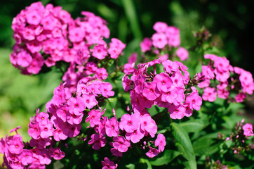 Pink phlox