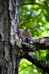 Squirrel Peeking Around Pine Tree