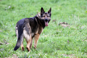 Deutscher Schäferhund
