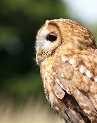Portrait of a Tawny Owl