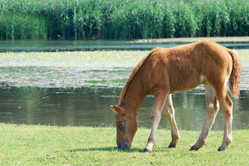 Fototapeta premium brown horse foal