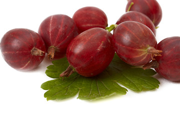 Berries of gooseberry