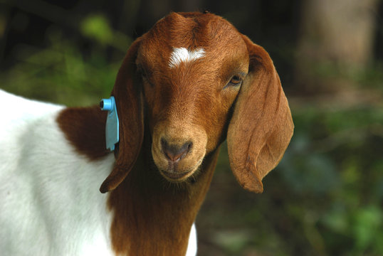 goat doeling