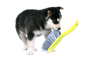Fototapeta premium Siberian Husky Welpe mit Besen