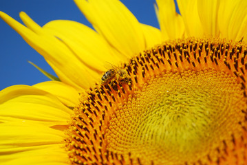 honeybee on sunflower