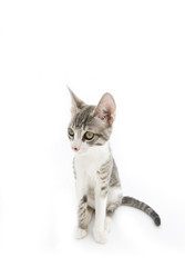 cucciolo di gatto europeo