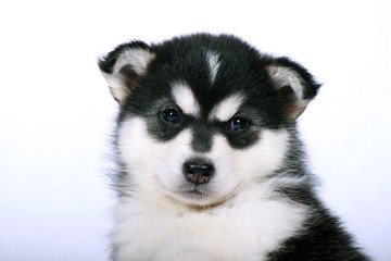 Siberian Husky Welpe Portrait