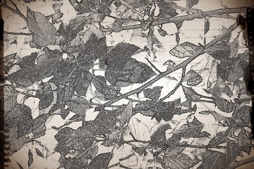 salvapantallas naturaleza romantic. nature antique botanical