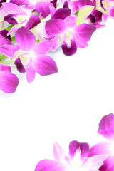 Fototapeta na wymiar Dendrobium Phalaenopsis