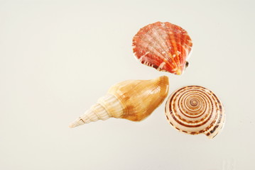 Seashell