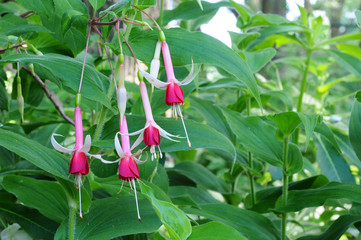 Pink fuchsia in botanical garden, close up