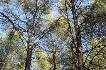 Parque Natural Hoces del Cabriel en España