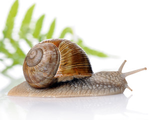 snail