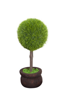 Green Potted Tree