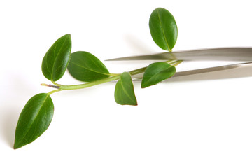 Metal tweezers with sprout