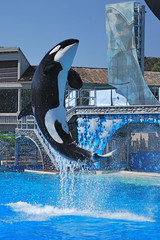 killer whale high jump