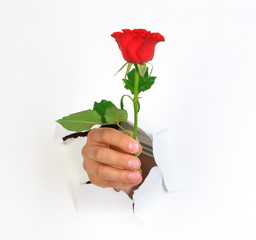 Hand mit Rose
