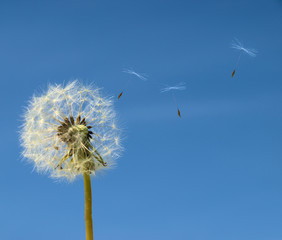 Dandelion with seed flying away over b;ue sky.