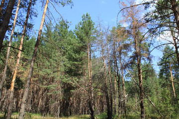 Fototapeta premium Forest and blue sky