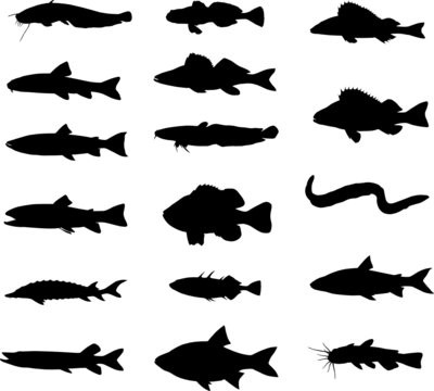 fishes collection vector