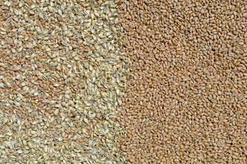 grains de blé