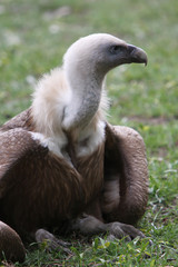 Gänsegeier
