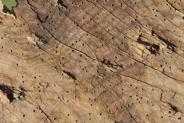 wood