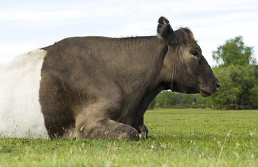 large cow laying down on the grass
