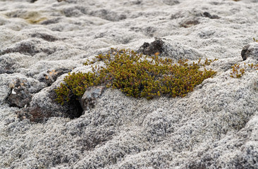 Icelandic Moss