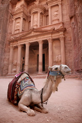 Bedouin Camel at Petra, Jordan