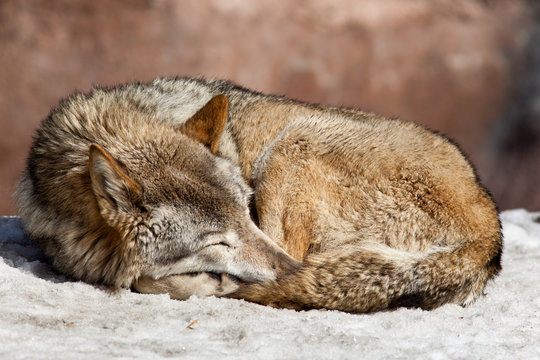Grey Wolf, Canis lupus