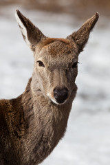 Sika Deer, Cervus nippon