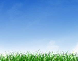 Fototapeta na wymiar Green Grass Under Blue Clear Sky