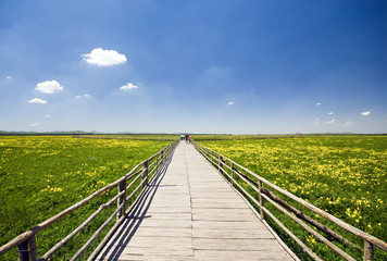 green field and blue sky