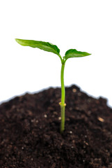 New life