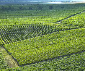 vineyards in Velke Bilovice region, Czech Republic