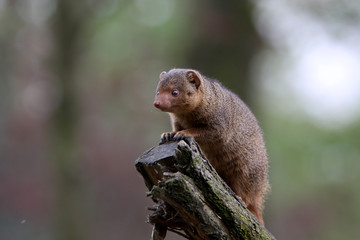 Südliche Zwergmanguste