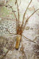 Longjawed orbweaver sitting on wood. Extreme close-up