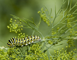 black swallowtail caterpillar