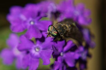 fly