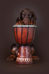 Puppy of Dobermann terrier and drum
