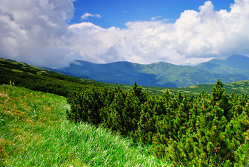 Fototapeta na wymiar Pine bush in Carpathians