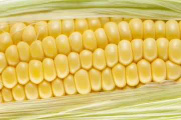 トウモロコシ